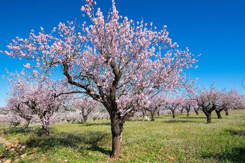 71450107 Almond blossom field in Val de Pop in January in Alicante province Spain